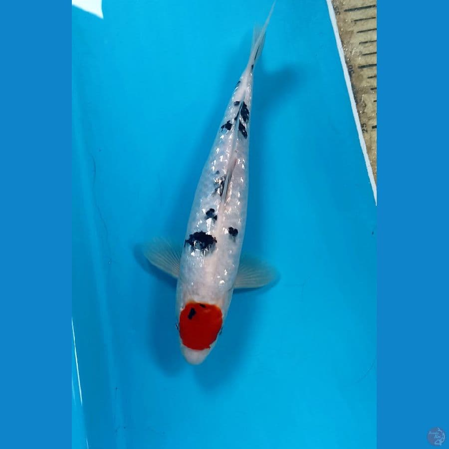 Tc ginrin 26cm