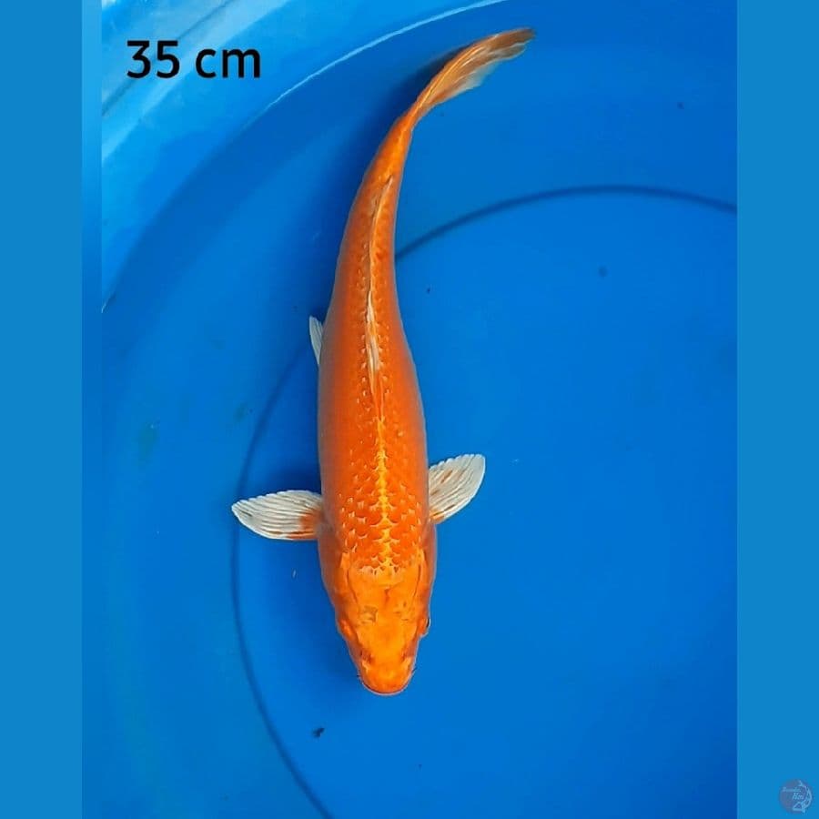 Orange ogon 35 cm