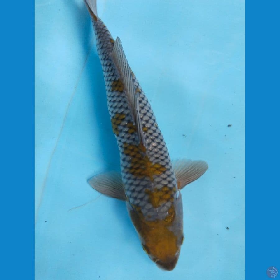 ochiba 32cm jantan