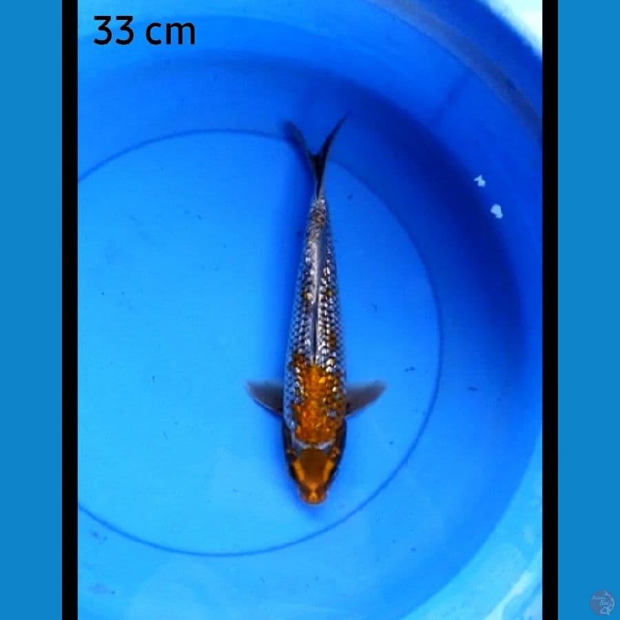 Ochiba ginrin male 33 cm