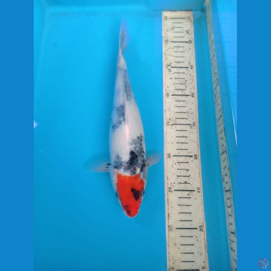 tategoi tancho showa 30cm female