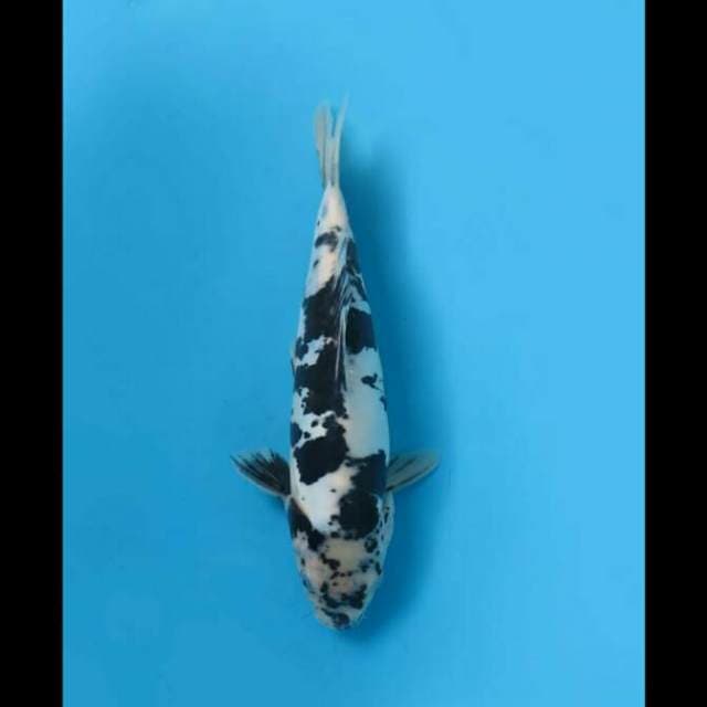 27cm Male - Shiro Doitsu Murni