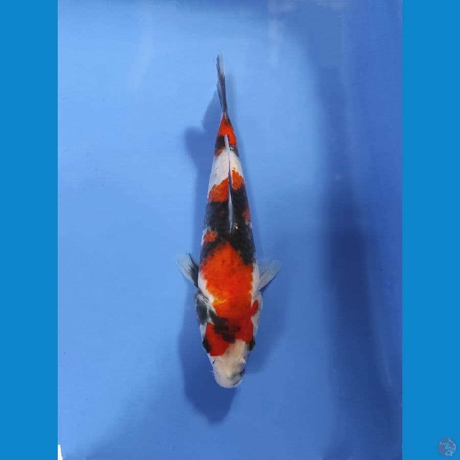 Showa 18CM (sirip kiri sobek, masih bisa nutup lagi)