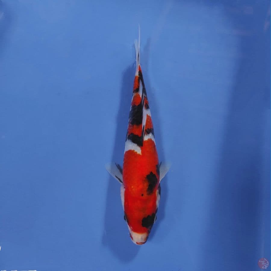 Showa Sanshoku - Up to 20