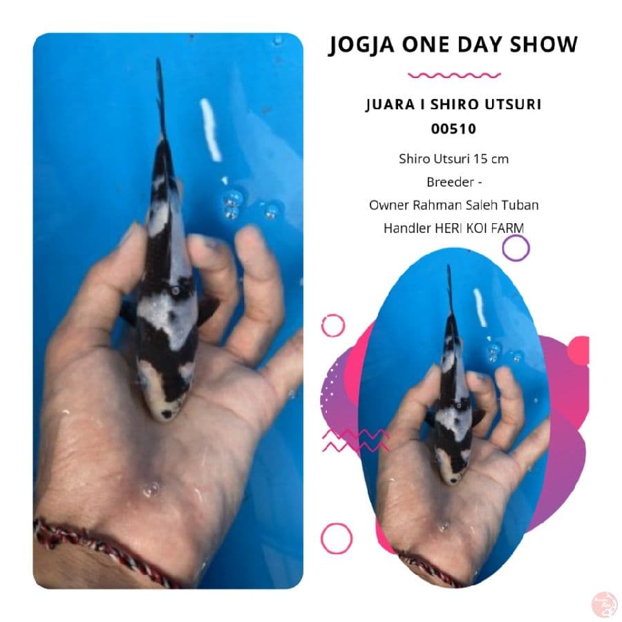 Ready show Shiro utsuri hualus pol