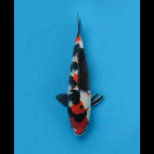 34cm Female - Showa Sanshoku Bakat Jumbo