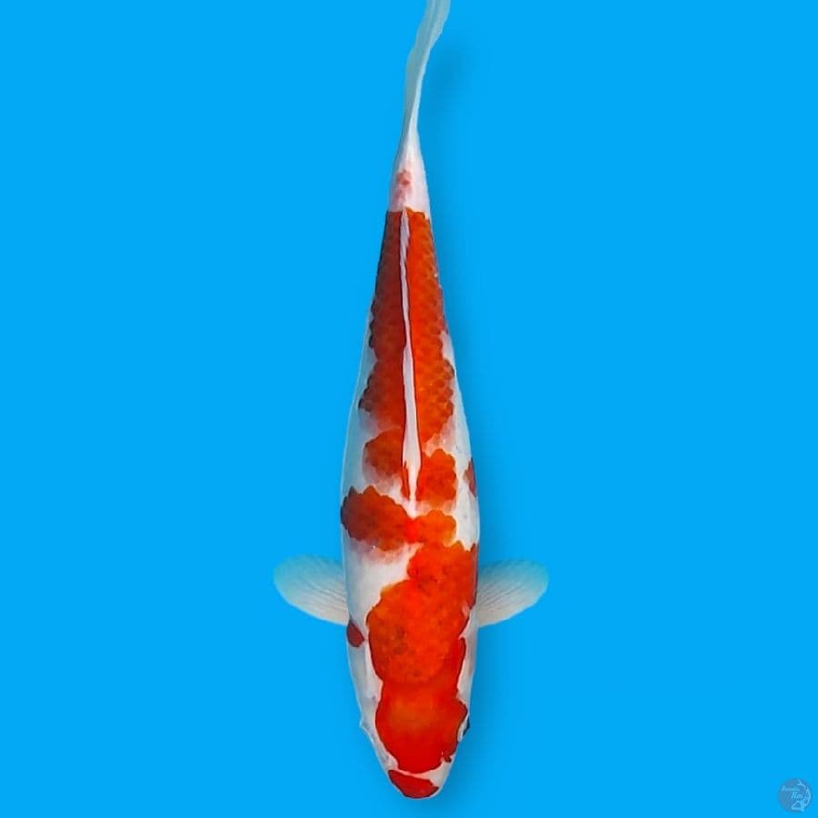 aigoromo 33cm