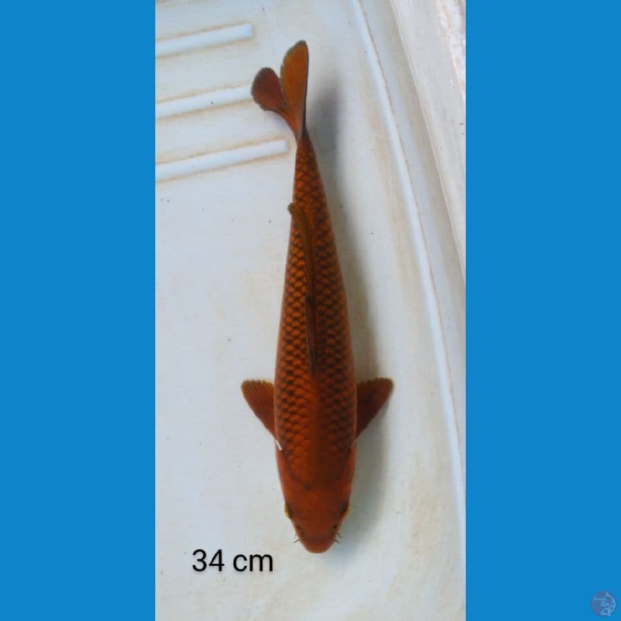 chagoi tembaga male 34 cm
