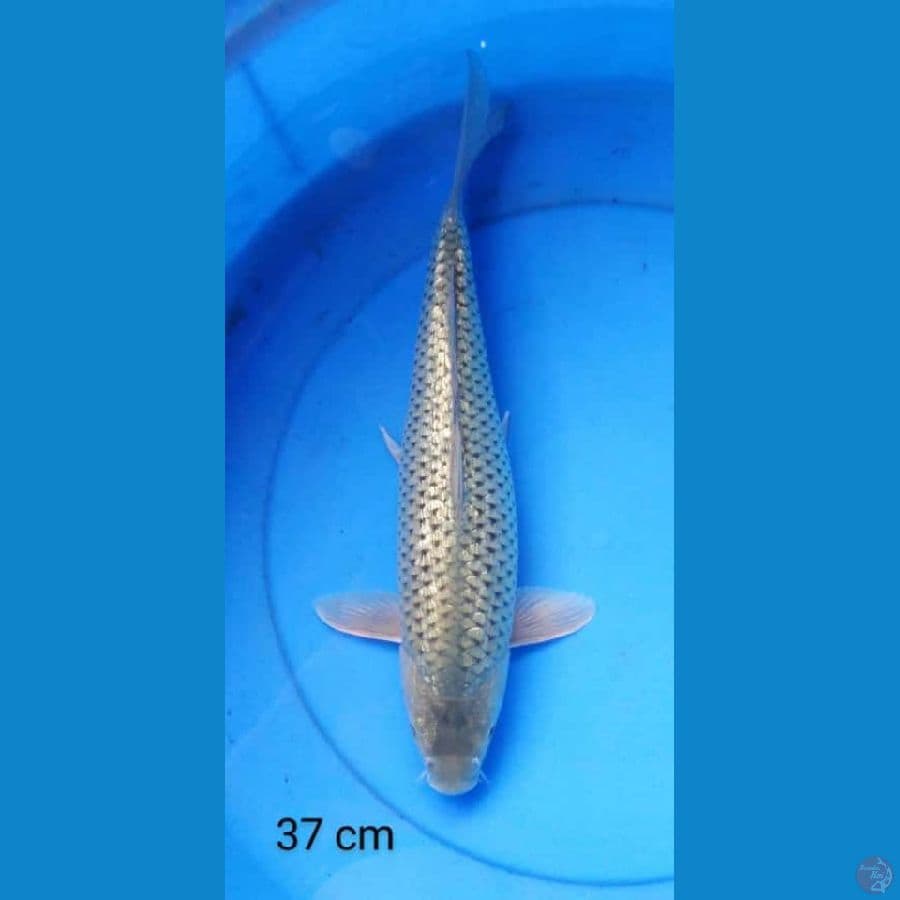 soragoi full ginrin punuk 37 cm