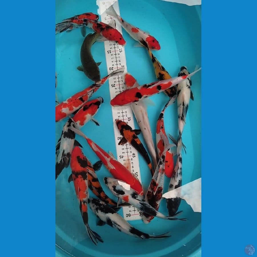 Showa Shiro Kohaku Sanke 20-28cm 22 ekor