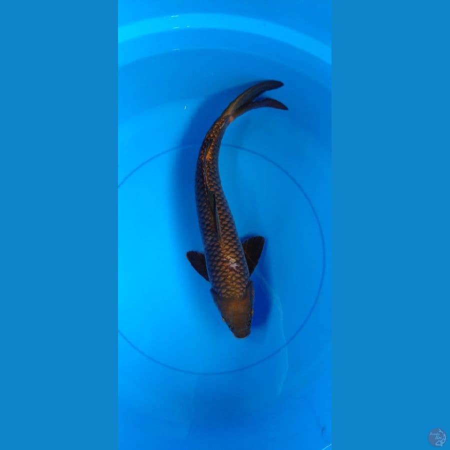 Chagoi tembaga 42cm