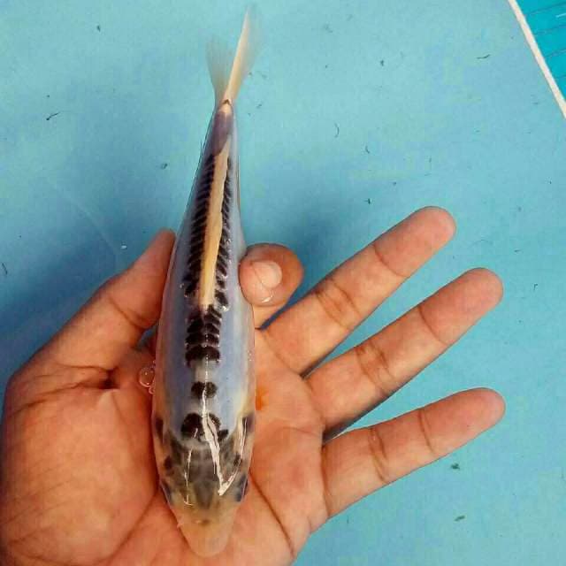 Blue bone shusui #2