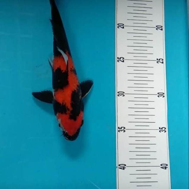 Hi showa
