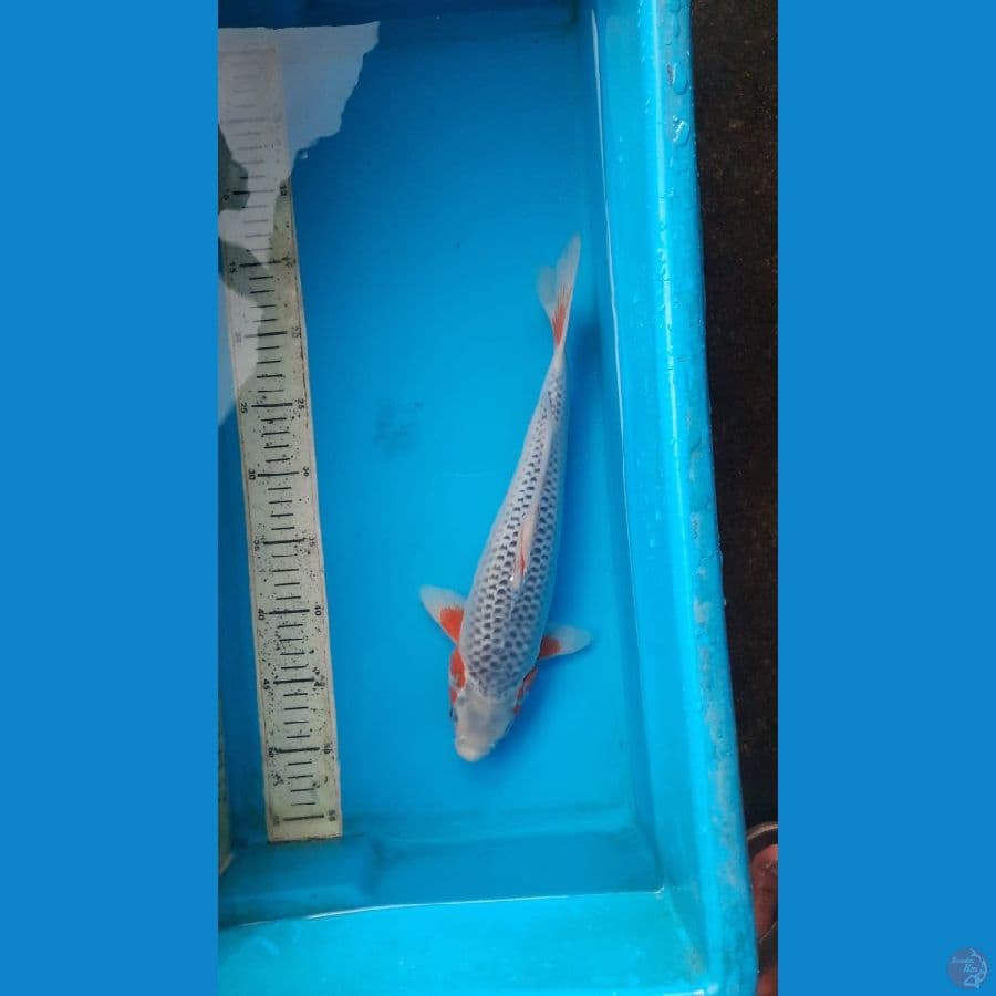 asagi 36cm F