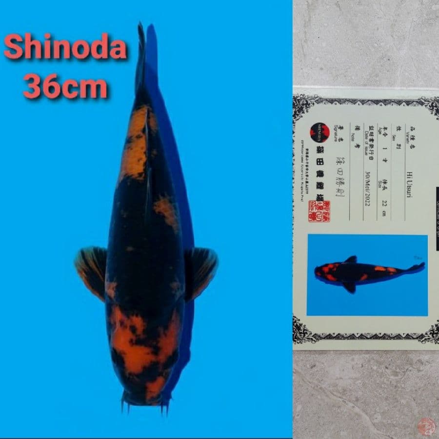 SHINODA HIUTSURI 36CM SERTI