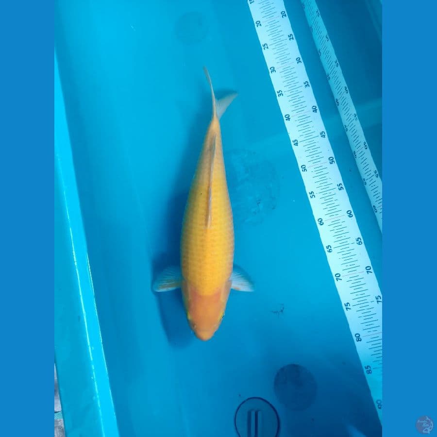 karasi 45 cm bulky