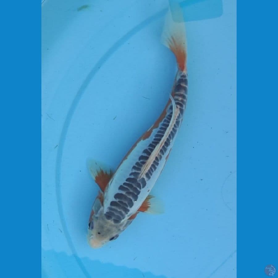 21cm. SQ.