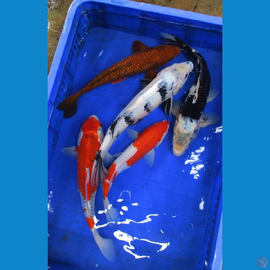 Paket ±33-38cm