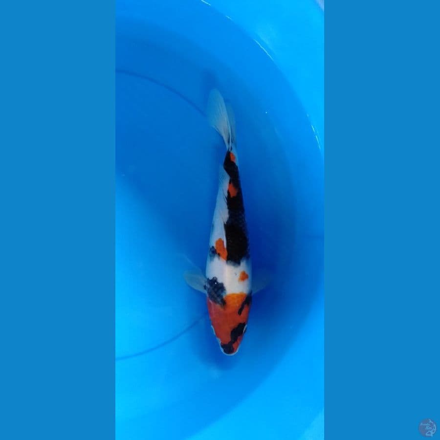 Showa Kindai 30cm