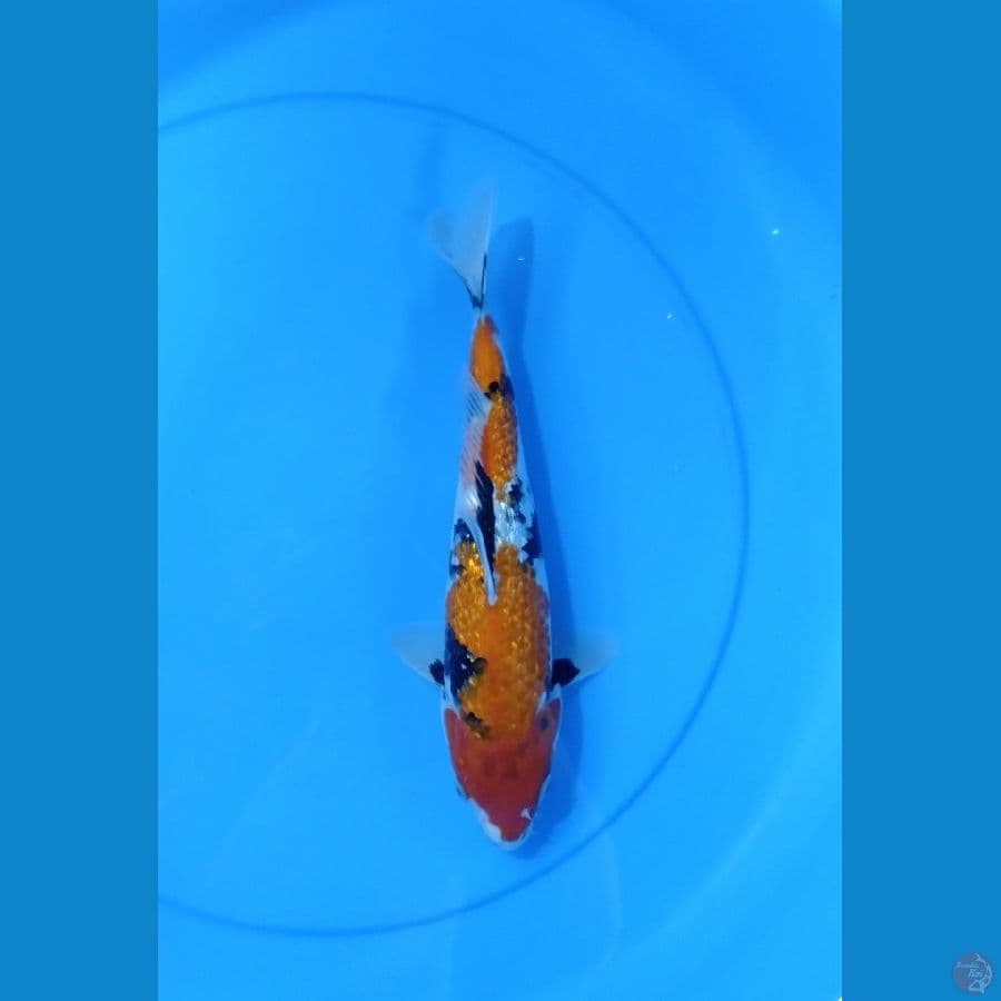Showa Ginrin 27cm