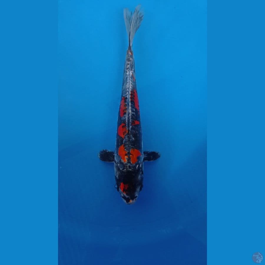 kiko