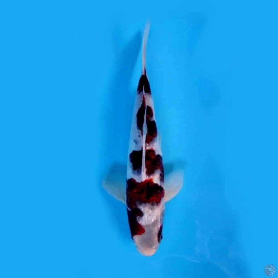 budo koromo 25 cm male original