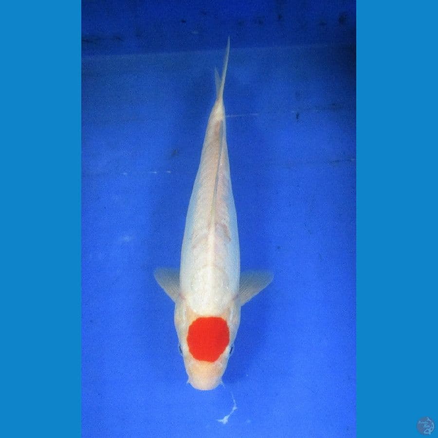 tancho ±26cm ori