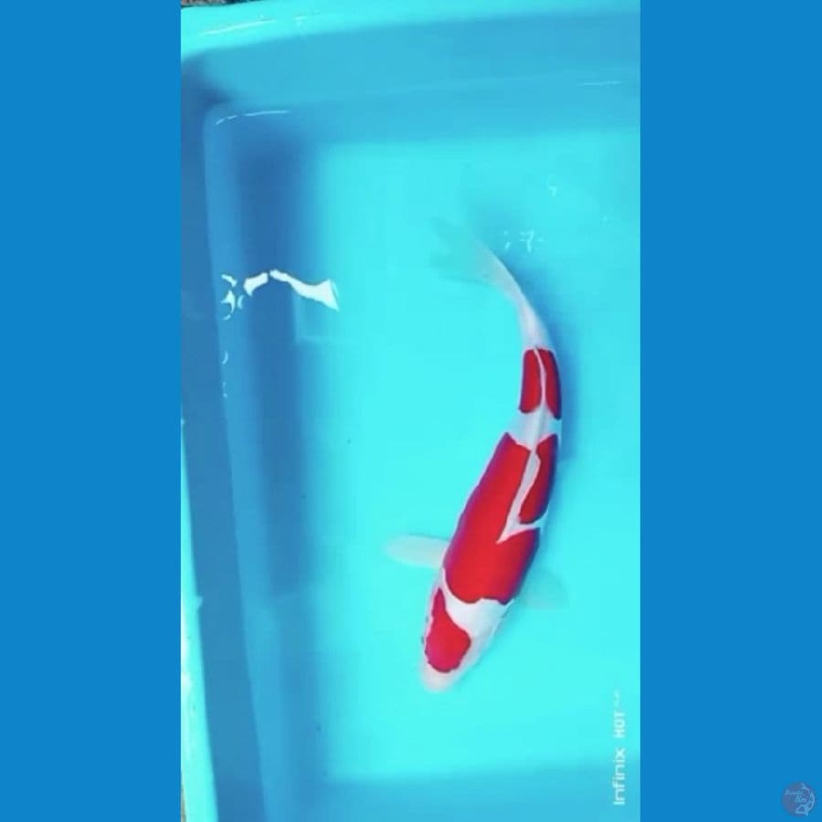 KOHAKU DOITSU SERTI SHOW