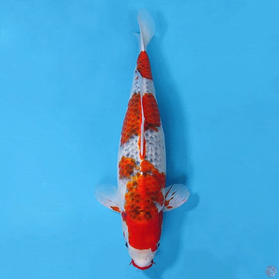 5.46CM GOSHIKI JUMBO FEMALE