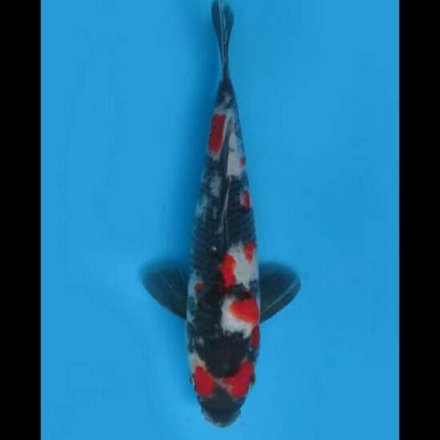 22cm Male - Red Showa Sq