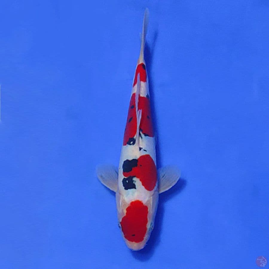 7.25CM HQ DOITSU MURNI SANKE ORIGINAL PATTERN