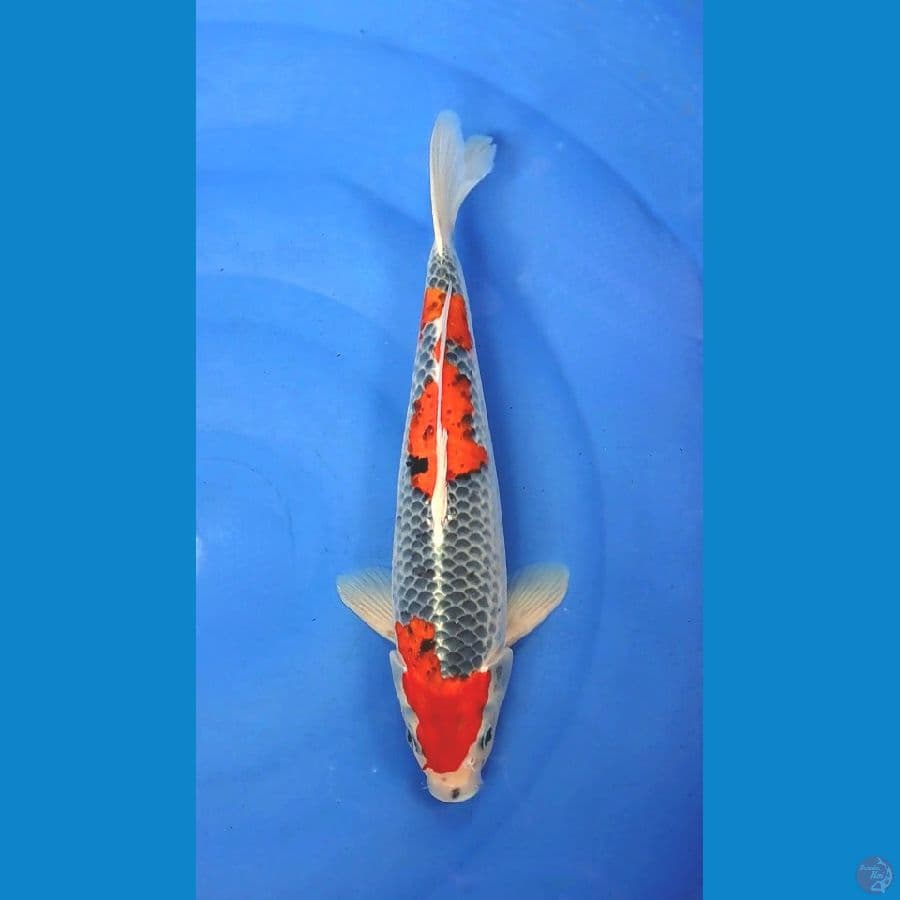GOSHIKI 36cm