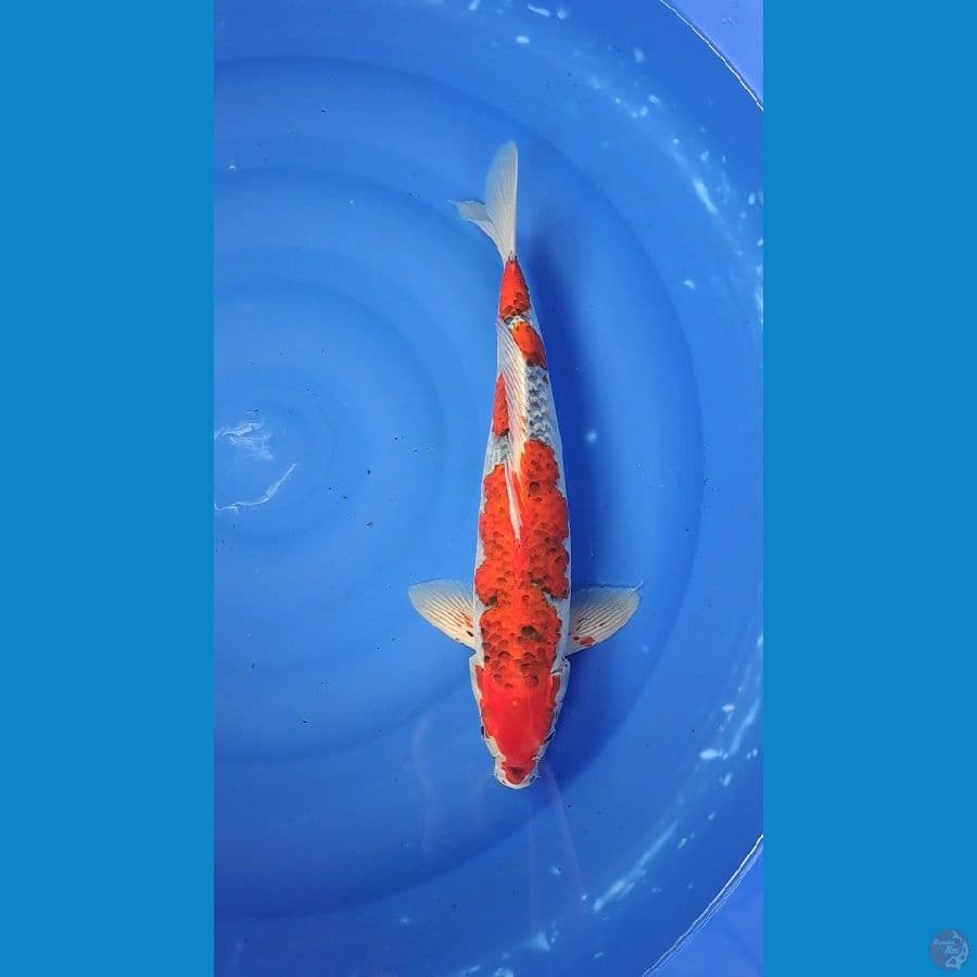GOSHIKI 44cm