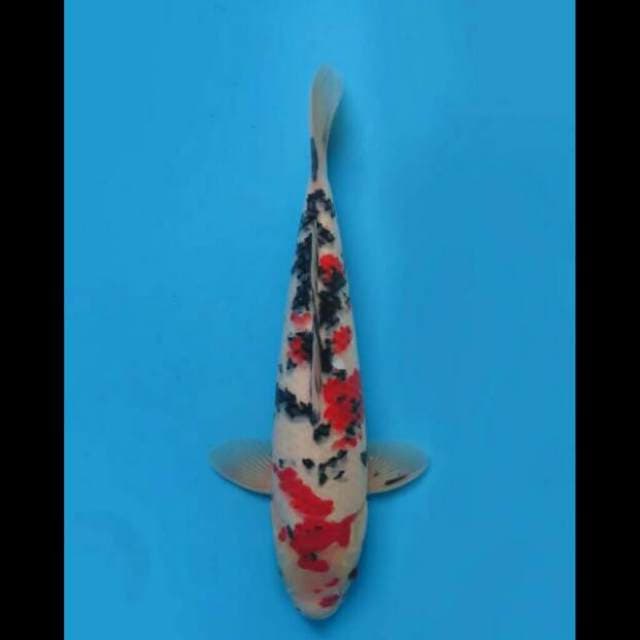 36cm Male - F1 Sanke Sakura