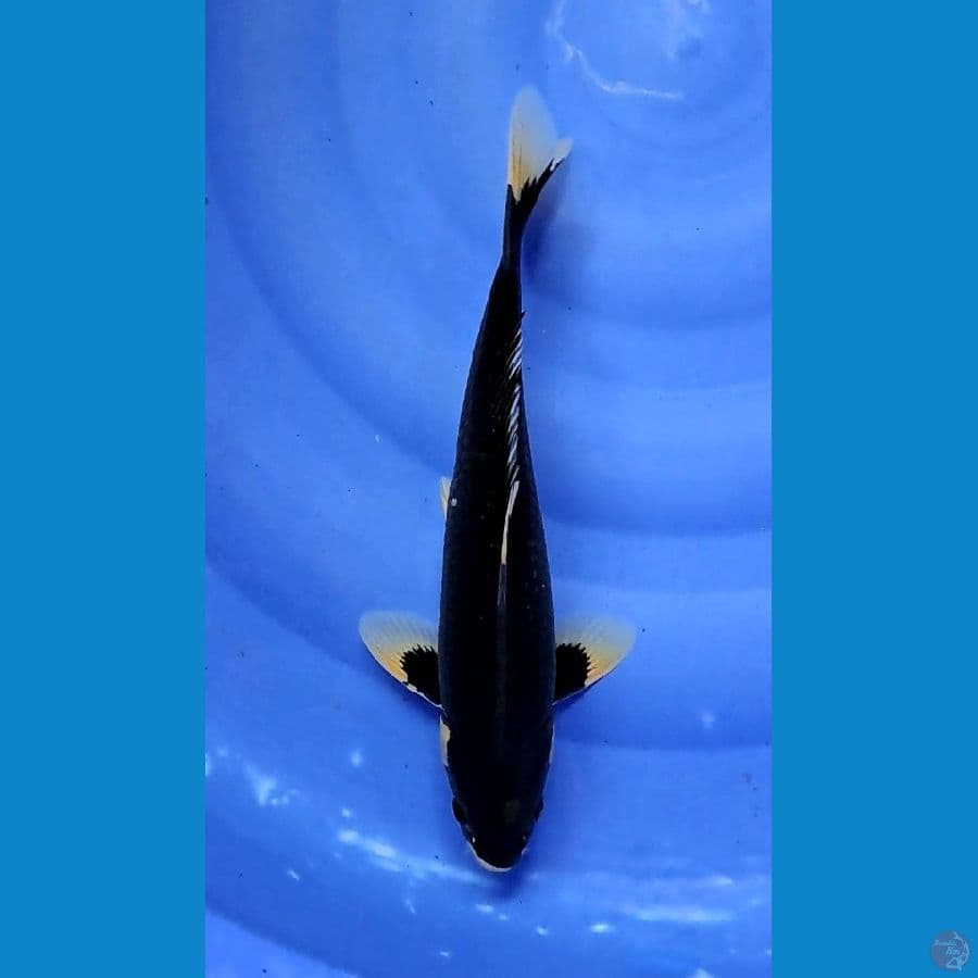 MATSUKAWABAKE 33cm