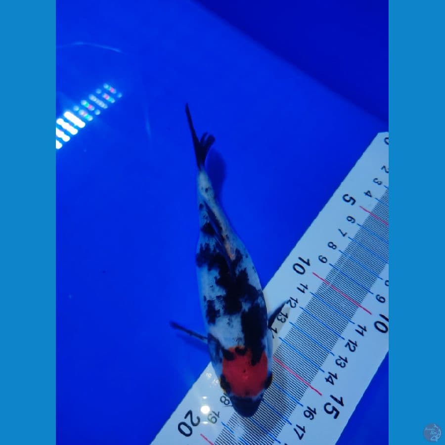 tc showa sb 15cm