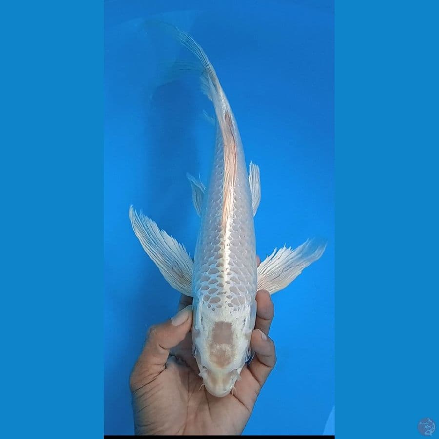 gin matsubha sleyer size : 37 cm jantan