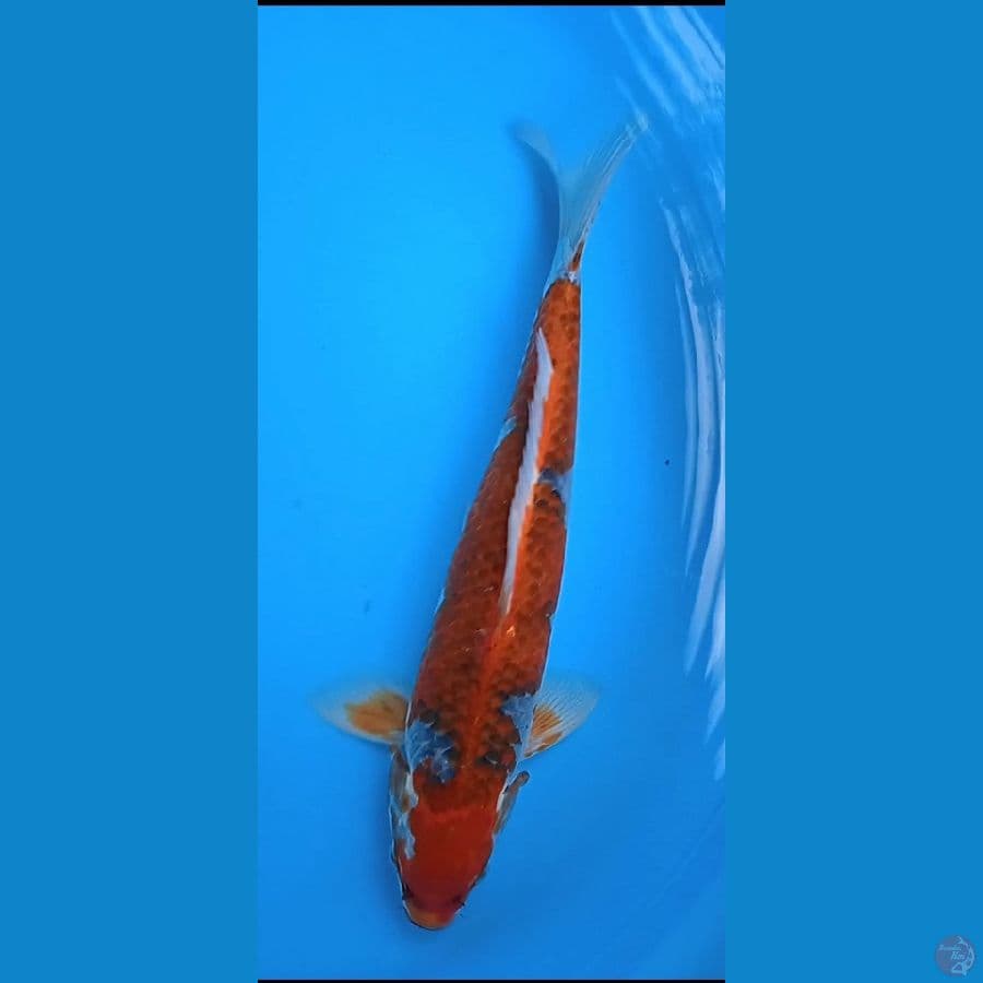 goshiki size : 41 cm jantan