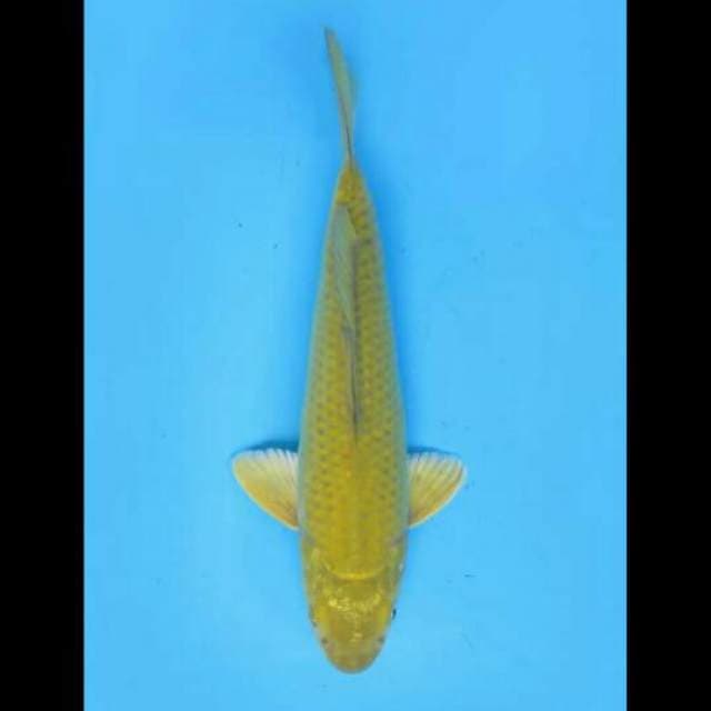 24cm Male - F1 Midorigoi Calon Jumbo