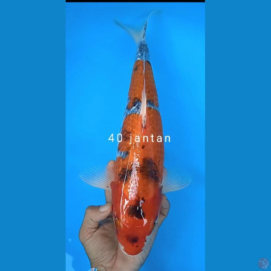 goshiki size : 40 cm jantan