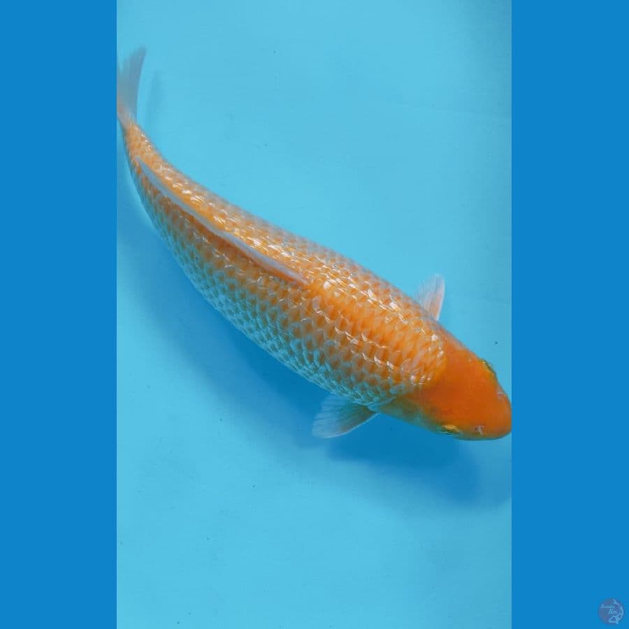 CORN GINRIN 37CM FEMALE