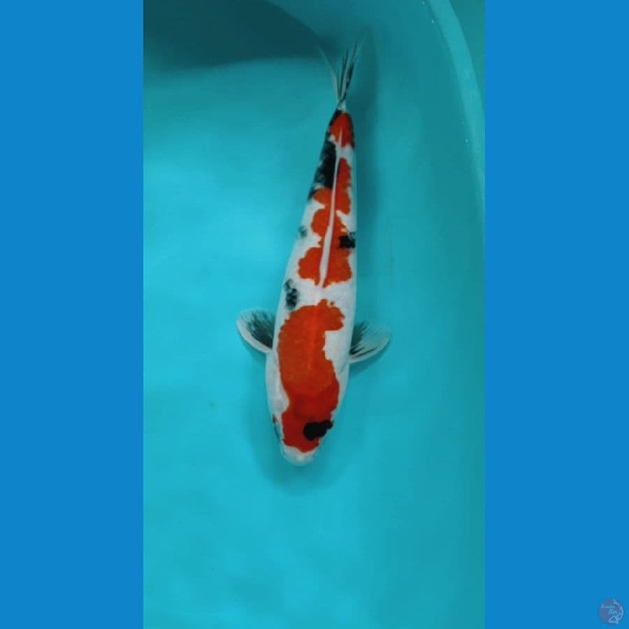 SHOWA TATEGOI ORI 36CM FEMALE