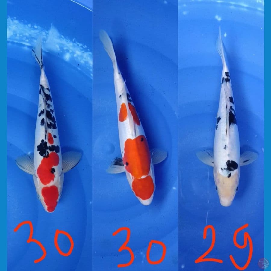 sanke 29-30 cm