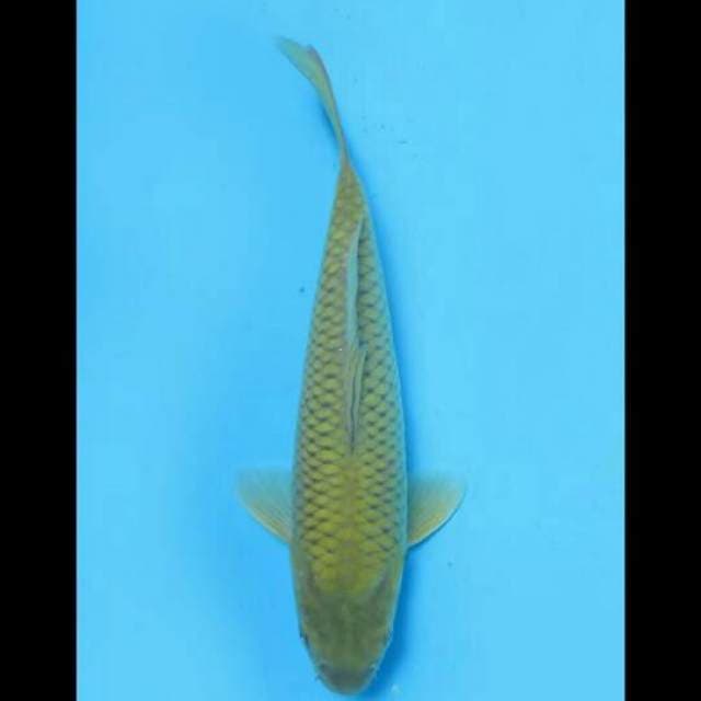24cm Female - F1 Midori Ring Rapi