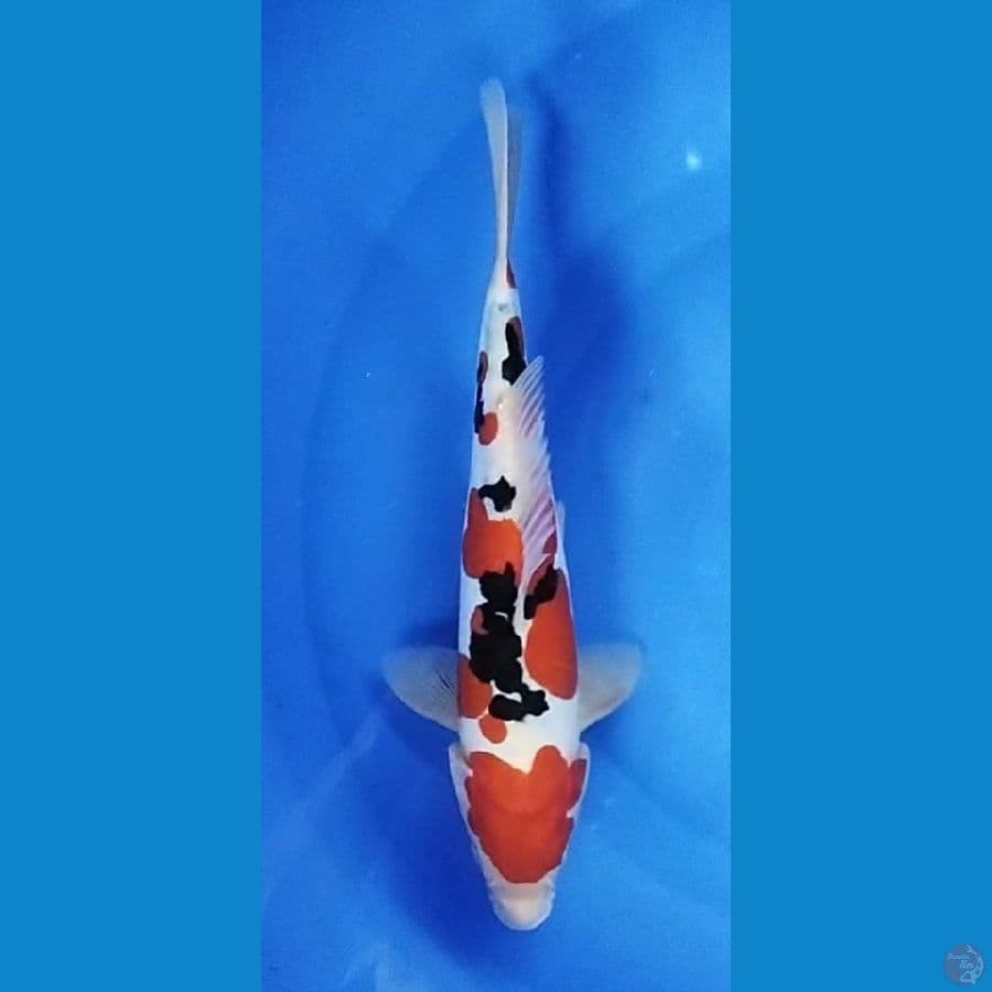 doitsu sanke 27 cm