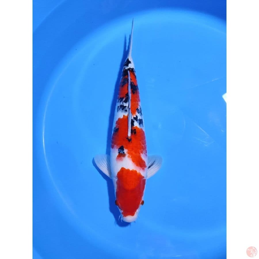 Sanke Original Patern - 37CM Male