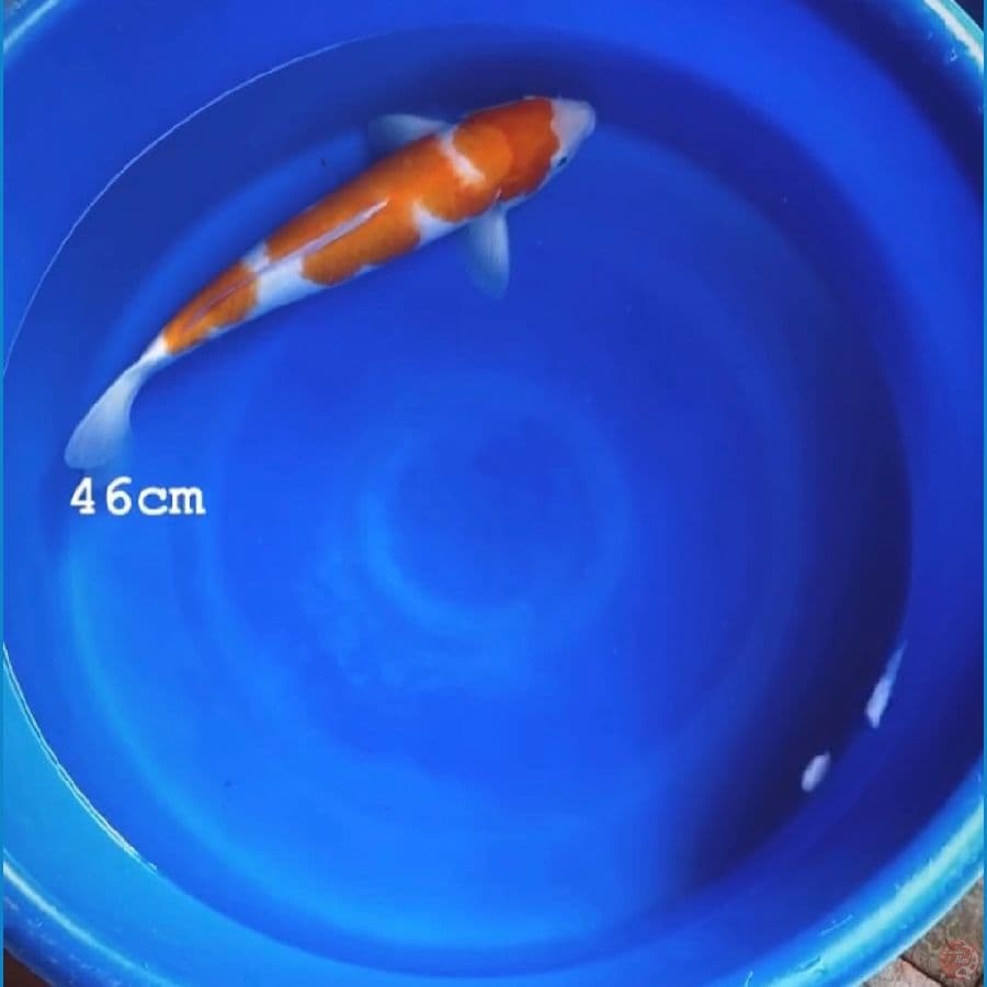 Kohaku 46cm