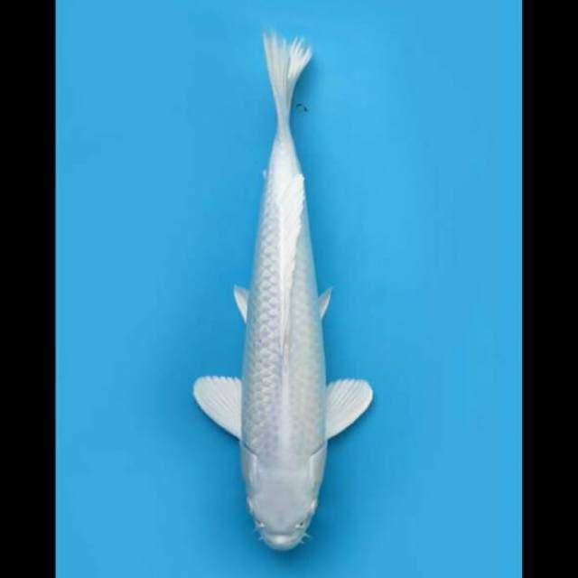 32cm Male - Platinum Bersih F1