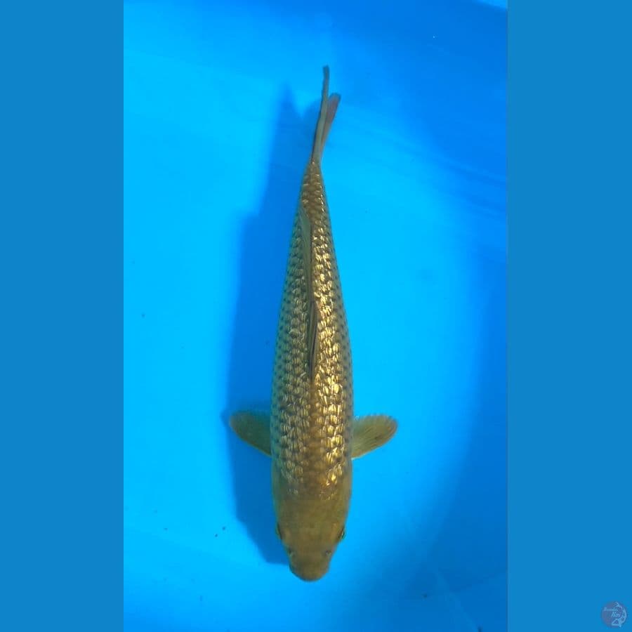 MIDORI GINRIN 35CM