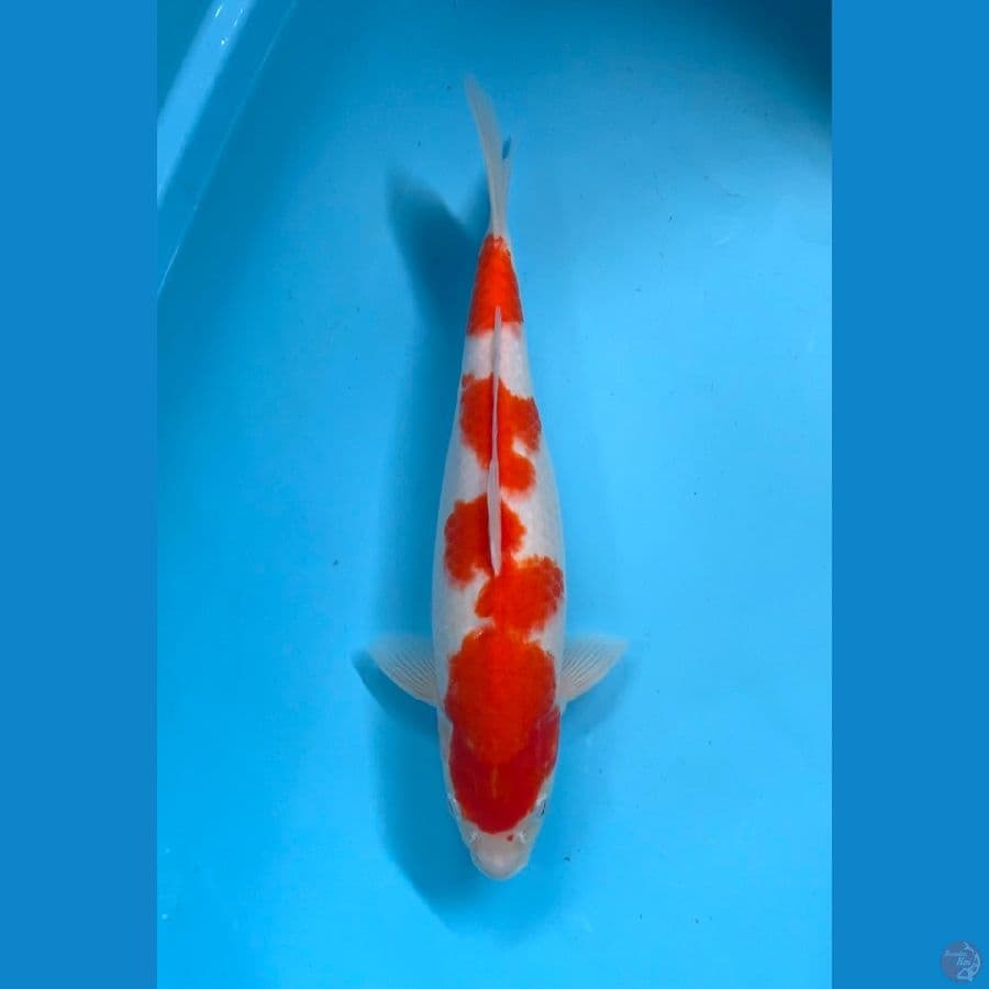 KOHAKU 40BU